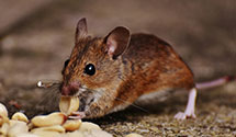 24 Hour & Emergency Exterminators in Ridgefield Park, NJ